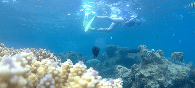 Spot Snorkeling Pulau Pramuka