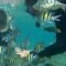 Spot Snorkeling Wisata Pulau Tidung DWT05042023