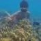 Spot Snorkeling Kece di Wisata Pulau Pari