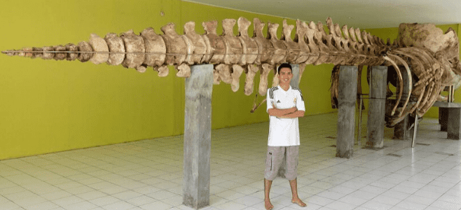 Museum Kerangka Ikan Paus Pulau Tidung Kecil