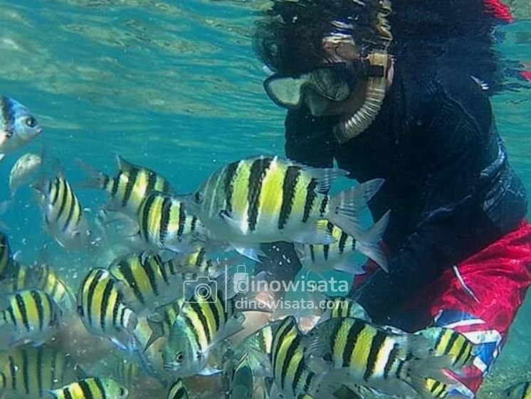 Spot Snorkeling Wisata Pulau Pari Kepulauan Seribu